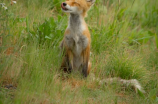 狐，生活在中国的貌美灵动之神