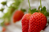 草莓什么时刻种植最好？这个季节，让你的草莓丰收满满！