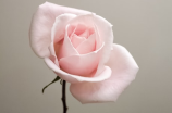 8朵玫瑰(浪漫装修必备：8朵玫瑰花的魅力与运用)