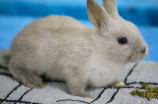 荷兰垂耳兔(荷兰垂耳兔：萌萌哒的耳朵代表)