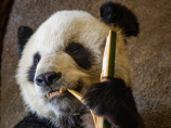 熊猫花花：一只特殊的熊猫