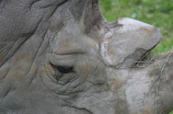 苏门答腊犀牛濒临灭绝，仅存数百头